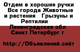 Отдам в хорошие ручки - Все города Животные и растения » Грызуны и Рептилии   . Ленинградская обл.,Санкт-Петербург г.